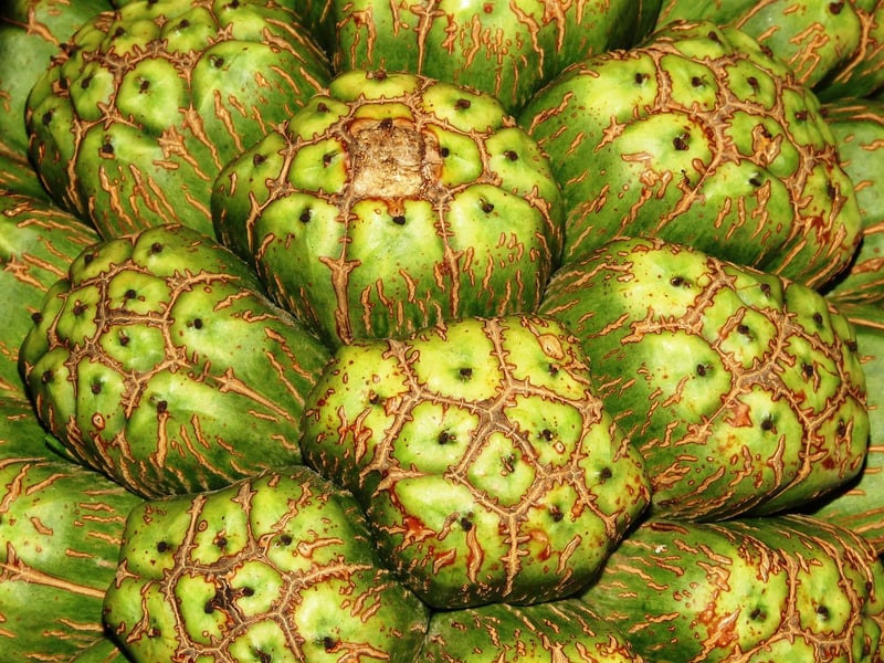 Organic Gardening Groups